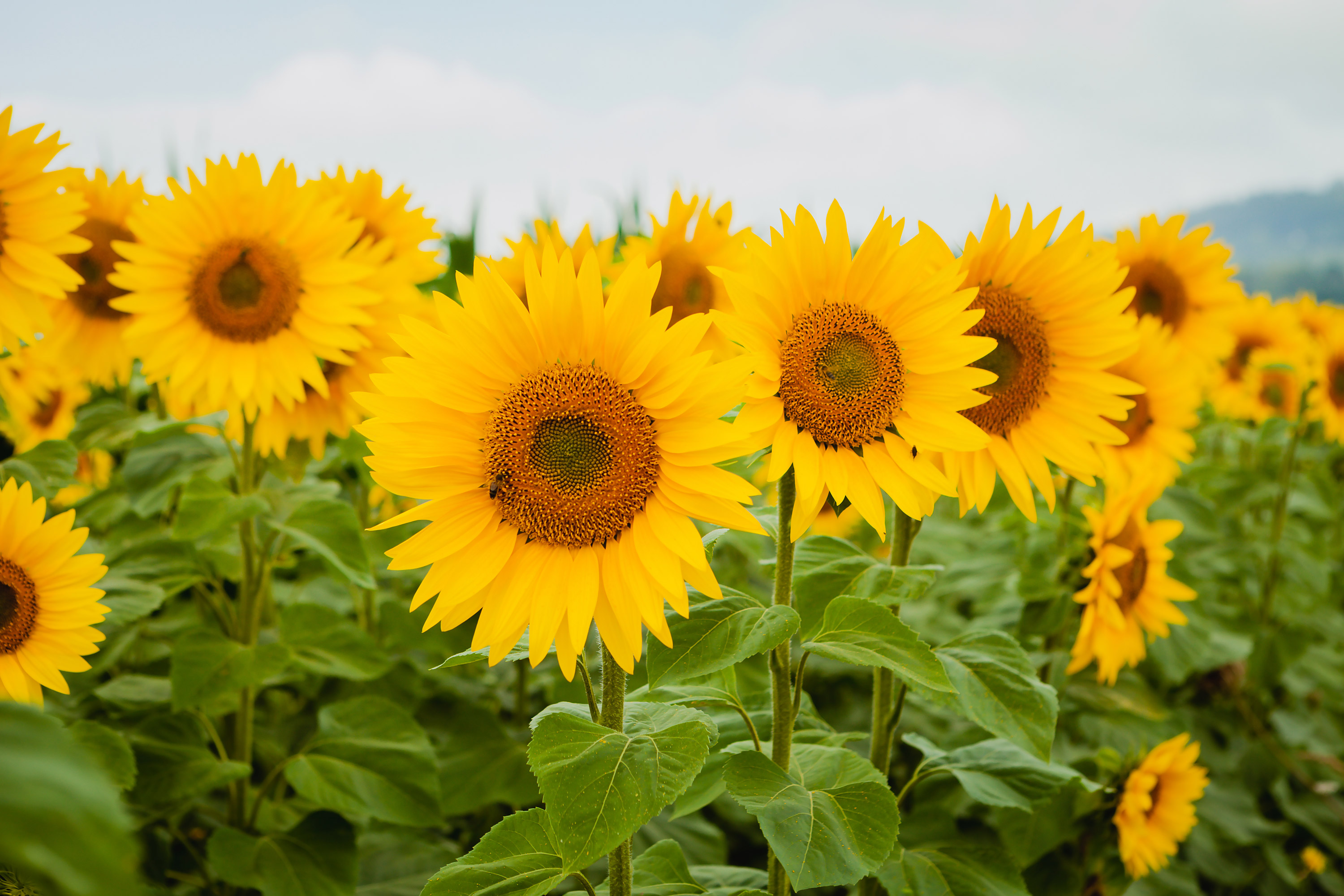 Sonnenblumenfeld